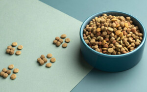 Продвижение производителя кормов для кошек и собак Bowl Wow